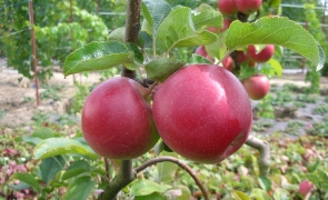 яблуня Гала маст