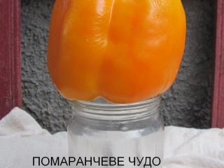 оранжеве чудо1