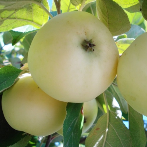 Білий налив яблука: рецепти та корисні властивості